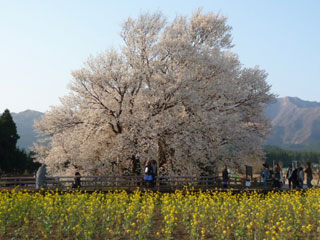 一心行の大桜