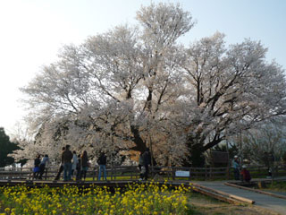 一心行の大桜