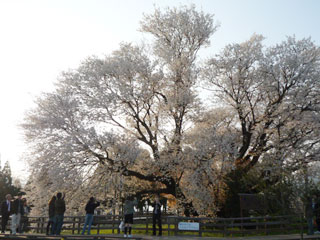 一心行の大桜