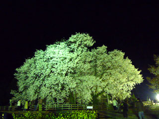 一心行の大桜