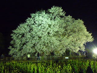 一心行の大桜