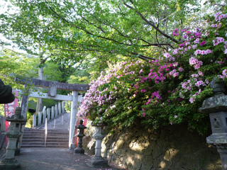 愛宕神社 つつじ