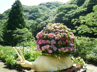 見返りの滝 かたつむりあじさい