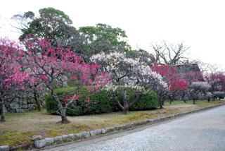 舞鶴公園 梅